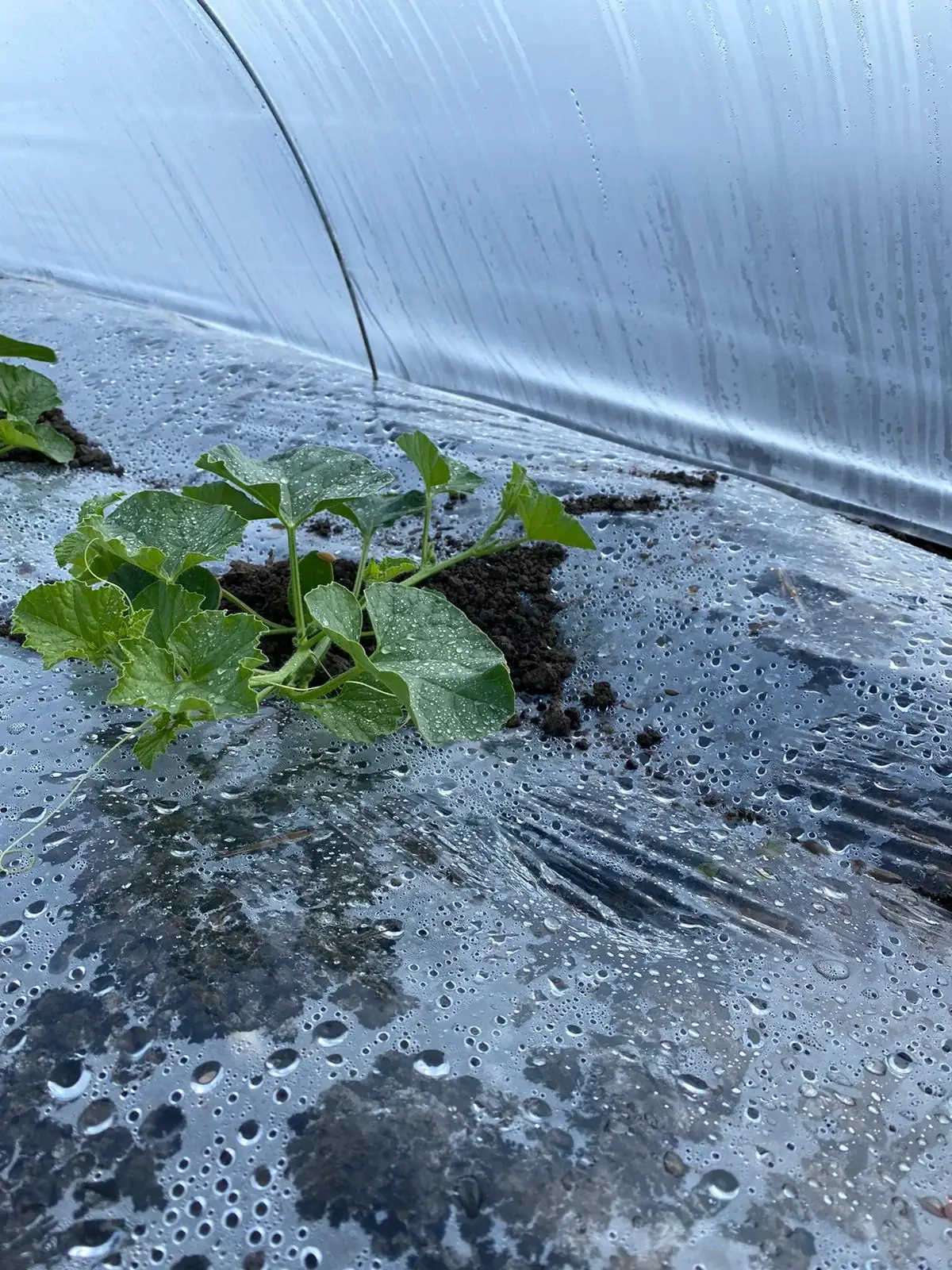 Là où tout commence